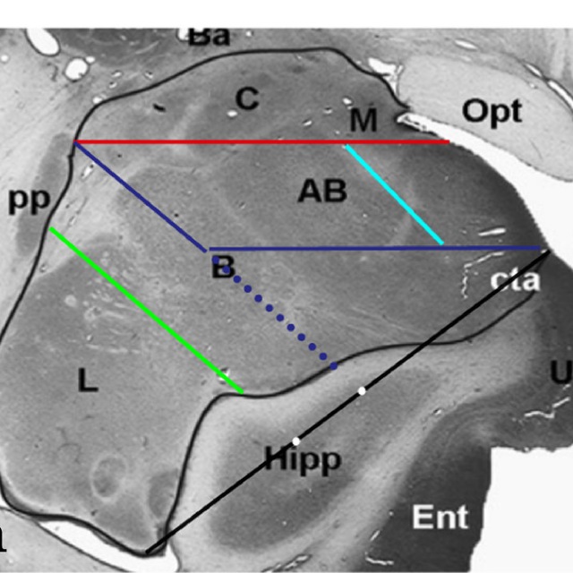 Amygdala subnuclei on a histological section