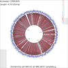 Coding sequence comparison of E. coli NRG857c (O83:H1) to all other E. coli genomes.
                    <br /><br />Details can be found in <a href='tutorials.html#tutorial-2'>Tutorial 2</a>.