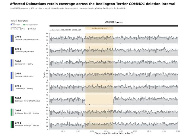 Read-depth comparison showing affected Dalmatians retain coverage across the Bedlington Terrier COMMD1 deletion interval