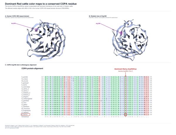 Dominant Red cattle COPA Arg160 site shown in a human COPA structure and orthologous sequence alignment