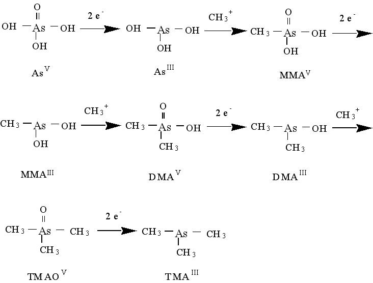 Inorganic arsenic metabolism