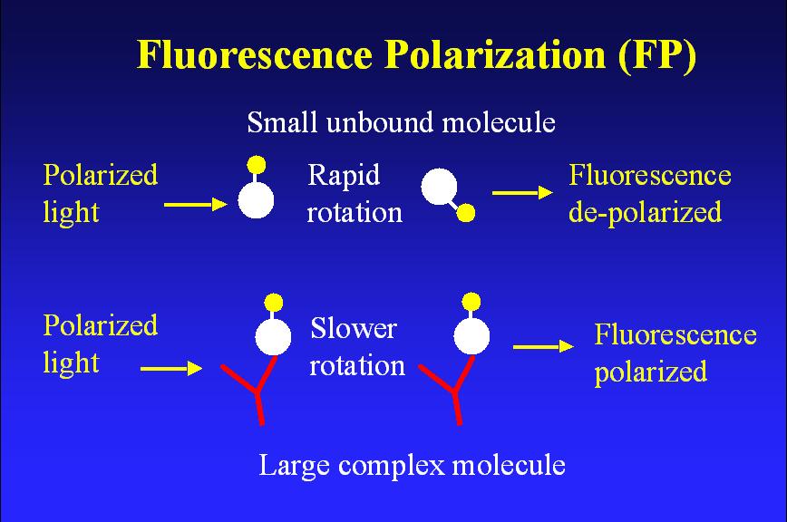Fluorescence polarization