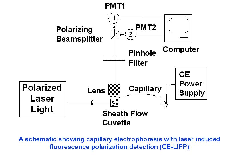 Schematic diagram showing CE-LIPF